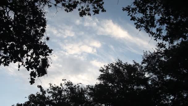 Σύννεφα με μια σιλουέτα των δέντρων γύρω από αυτό. — Αρχείο Βίντεο