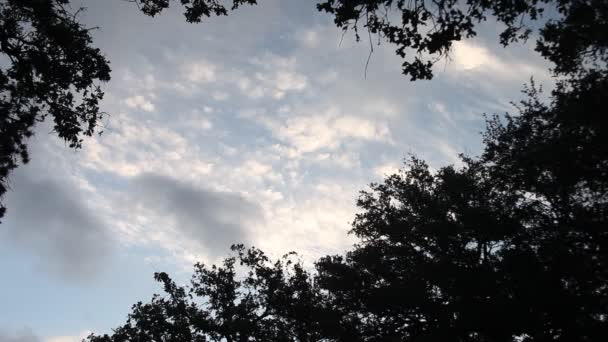 Nubes con una silueta de árboles a su alrededor . — Vídeo de stock