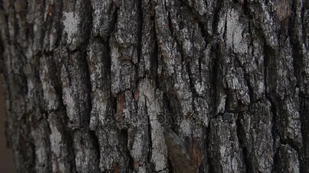 Dobsonfly climbing a tree. — Stock Video