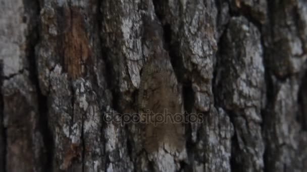 Dobsonfly climbing a tree. — Stock Video