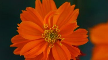 Turuncu Cosmos çiçekler closeup