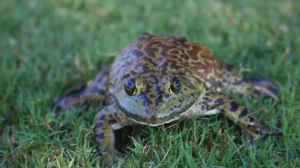 Large Bullfrog Grass — Stock Video