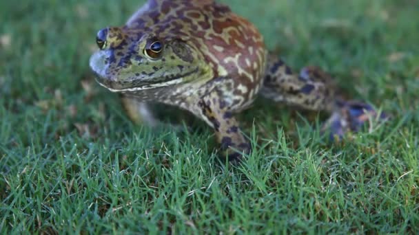 Large Bullfrog Grass — Stock Video