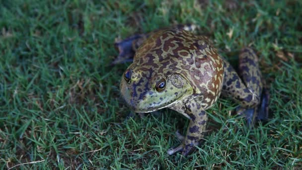 Stor Bullfrog Gräset — Stockvideo