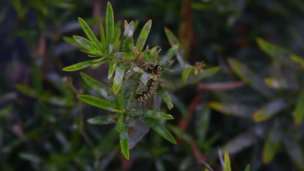 Danaus Plexippus Panovník Housenky Rostlinně — Stock video