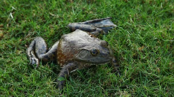Бычья лягушка в траве — стоковое видео