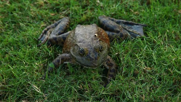 Bullfrog in gras — Stockvideo
