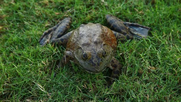 Bullfrog in grass — Stock Video