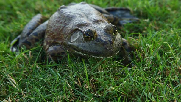 Bullfrog i gräs — Stockvideo