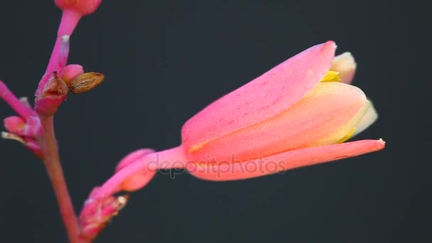 Μακροεντολή Κρινοειδές φυτό και άνθος κόκκινο λουλούδι — Αρχείο Βίντεο