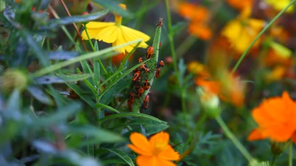 Makro video av Orange Milkweed skalbaggar. — Stockvideo