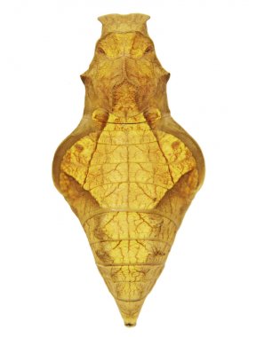 Sarı bir pupa altın birdwing veya beyaz arka plan üzerinde izole Rhadamantus'un birdwing kelebek