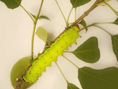 Hint ay güve, Actias selene, bir ağaç dalı üzerinde büyük bir yeşil tırtıl
