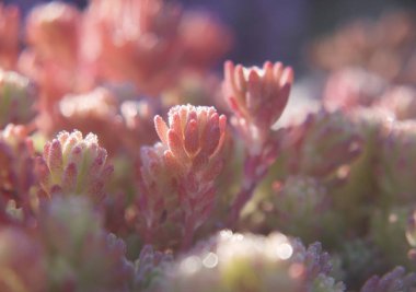 Pembe yaprakları İspanyol hendek stonecrop, bahçedeki hispanicum, sabah ışığında pırıl pırıl bir close-up.
