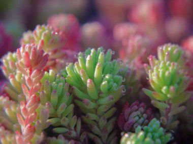 İspanyol hendek stonecrop, bahçedeki hispanicum, sabah ışığında pırıl pırıl pembe ve yeşil lahanası bir close-up.