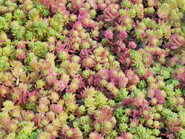 Pembe ve yeşil İspanyol hendek stonecrop, bahçedeki hispanicum, sabah ışığında pırıl pırıl bir çiçek yatağı bir close-up.