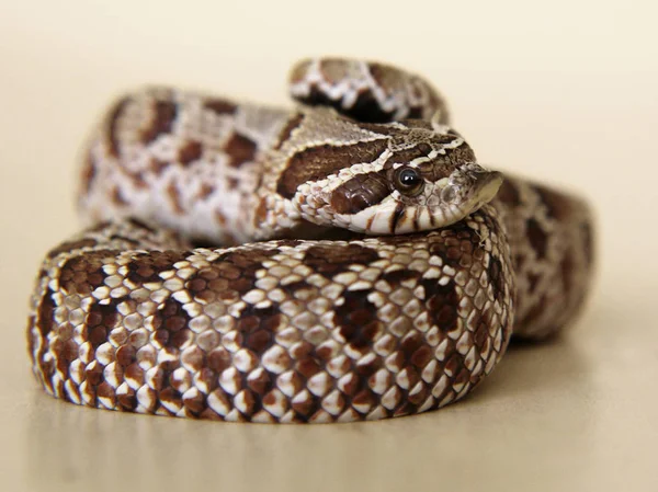 Snake: pensive, sad, frightened, or surprised... — Stock Photo, Image