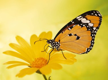 Warm-colored plain tiger butterfly, Danaus chrysippus, on a marigold flower on yellow blured background. clipart