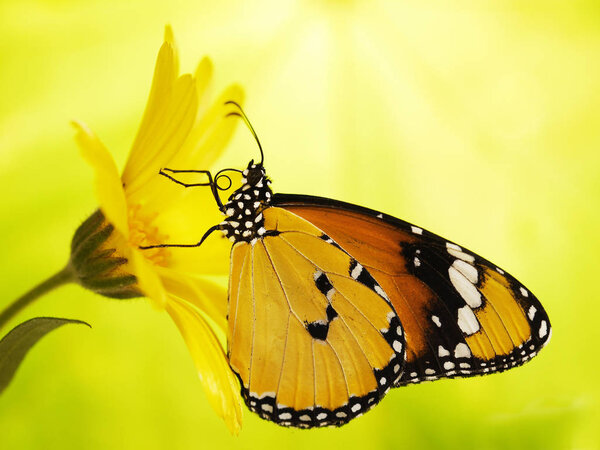 Plain tiger butterfly, Danaus chrysippus, on a marigold flower on yellow and green blured background.