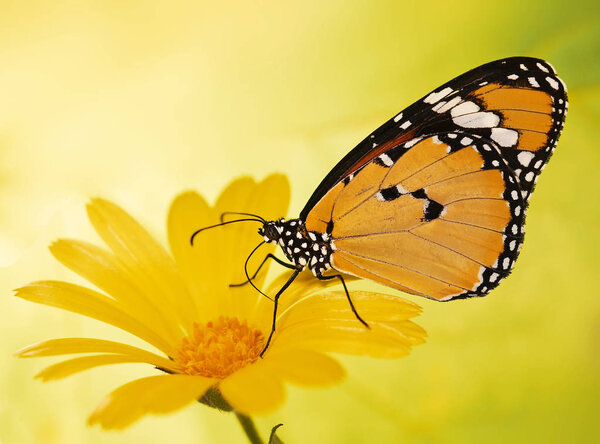 Warm-colored plain tiger butterfly, Danaus chrysippus, on a marigold flower on yellow blured background.