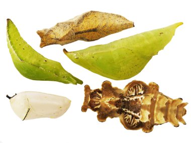 Beyaz arka plan üzerinde izole kelebek pupa