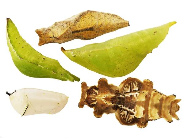 Beyaz arka plan üzerinde izole kelebek pupa