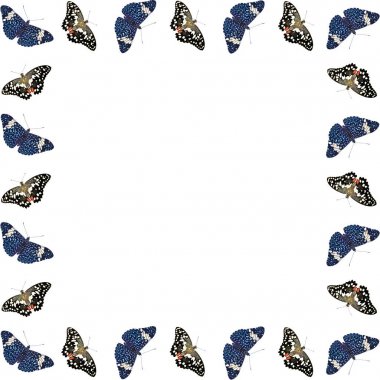 Çerçeve beyaz arka plan üzerinde kopya alanı ile izole kelebek