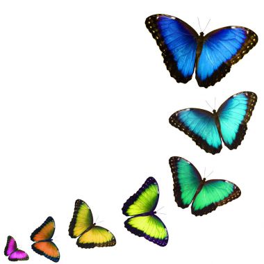 Collage of zooming butterflies of different colors isolated on white background clipart