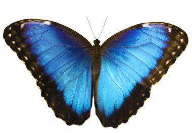 Blue morpho butterfly isolated on white background with spread wings clipart