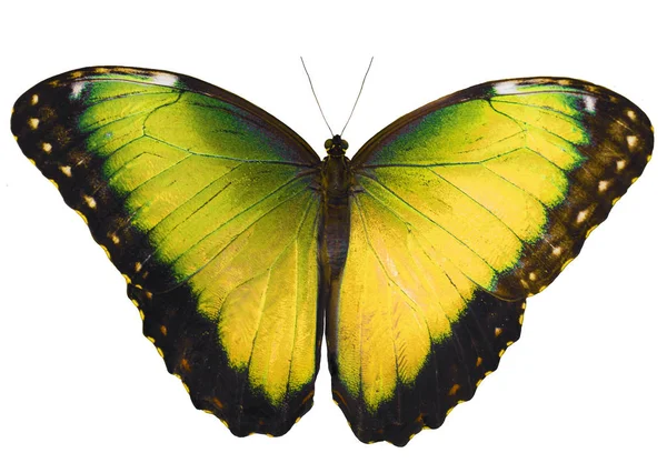 Gele vlinder geïsoleerd op een witte achtergrond met vleugels spreiden — Stockfoto