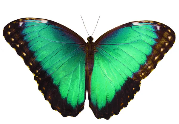 白い背景に分離された水色の蝶が羽を広げてください。 — ストック写真
