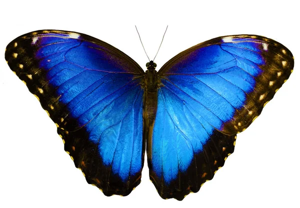 Mewa motyl na białym tle, z tle rozłożone skrzydła — Zdjęcie stockowe