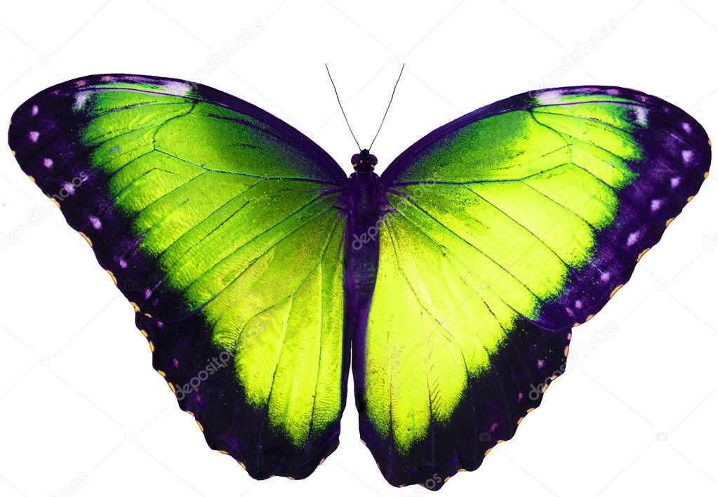 Yellow green butterfly isolated on white background with spread wings