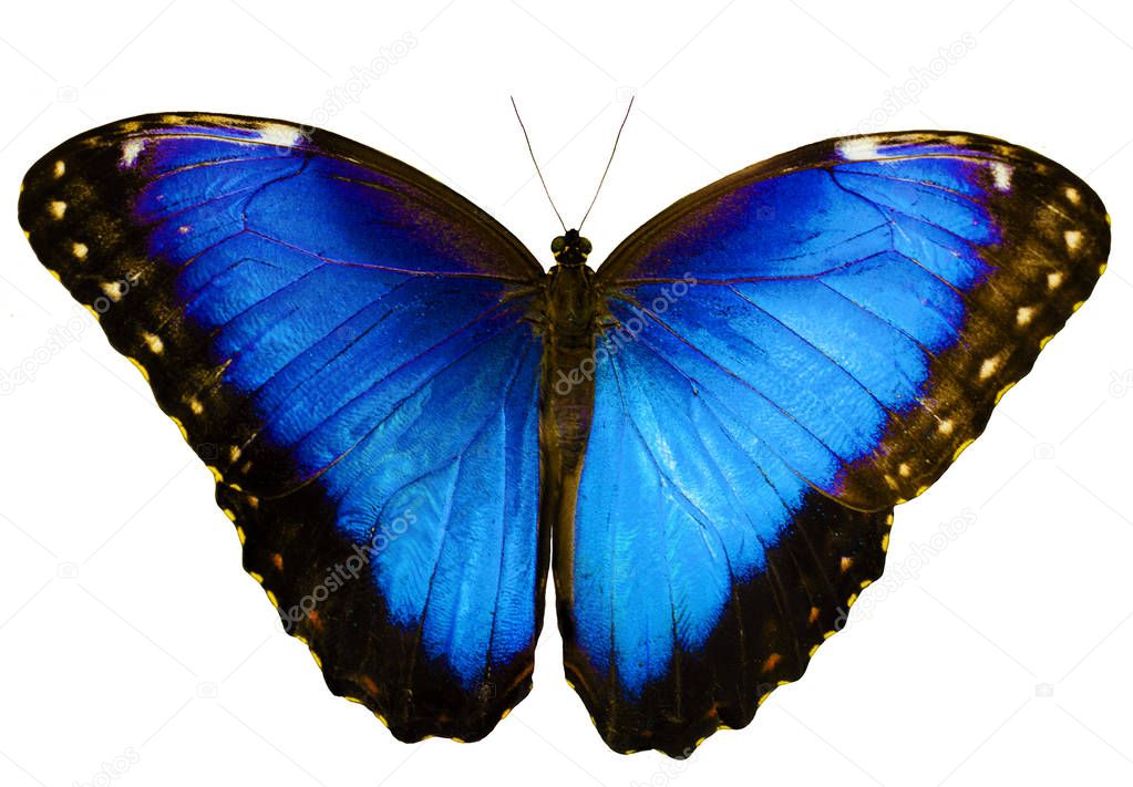 Blue morpho butterfly isolated on white background with spread wings