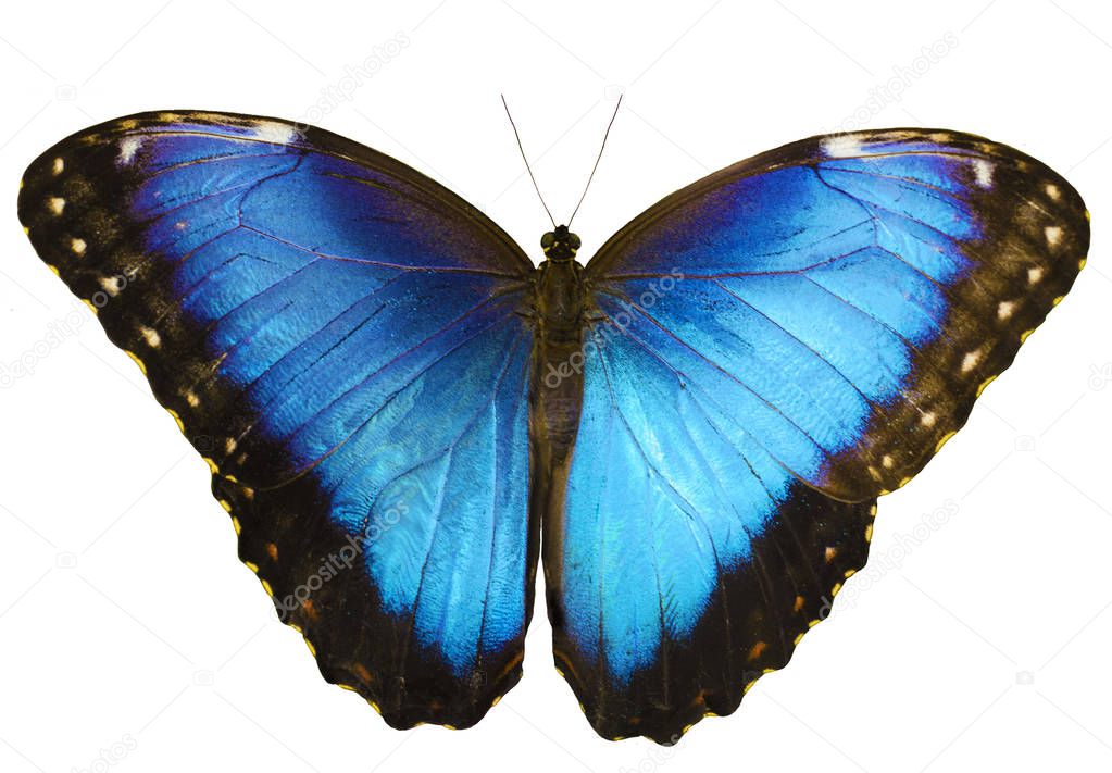 Blue morpho butterfly isolated on white background with spread wings