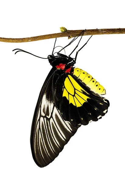 Motyl Ornithoptera złote, rhadamantus triody, na oddział na białym tle — Zdjęcie stockowe