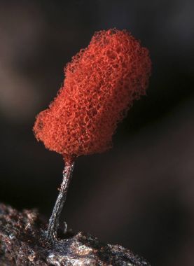 A fruit body of a slime mold Arcyria denudata resemble red stick ice-cream clipart