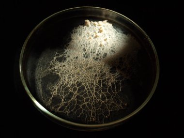 A moving plasmodium of a slime mould on a Petri dish clipart