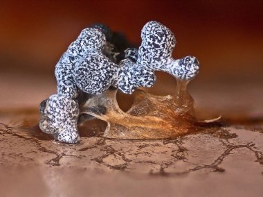 Fruit bodies of a Physarum slime mold form weird constructions clipart