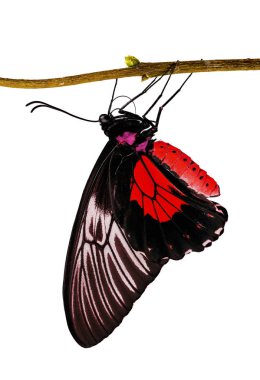 Dal üzerinde beyaz izole kırmızı renkte birdwing kelebek Triodes
