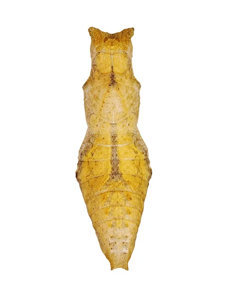 Beyaz arka plan üzerinde izole limon swallowtail kelebek sarı bir pupa.