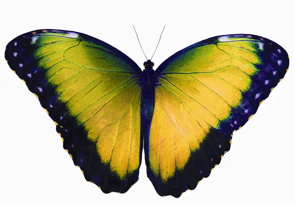マスタード色の蝶と白い背景で隔離の翼を広げてください。 — ストック写真