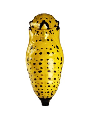 Bir pupa beyaz arka plan üzerinde izole kağıt uçurtma kelebek.