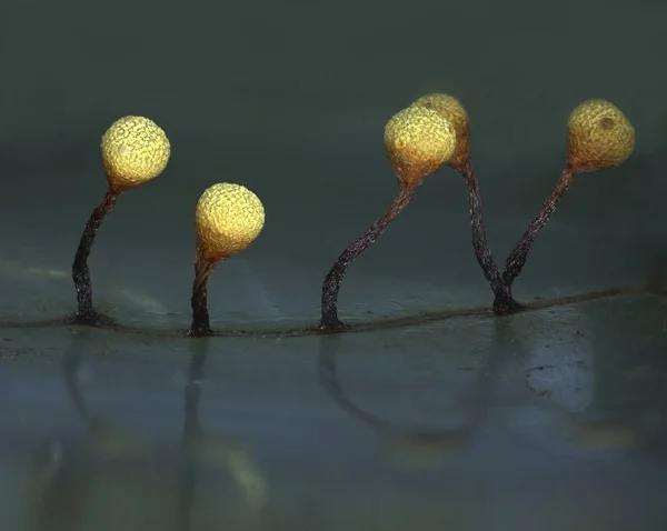 Pear-shaped fruit bodies of a slime mold Physarum oblatum — Stock Photo, Image