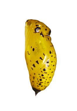 Beyaz arka plan üzerinde yan görünüm izole kağıt uçurtma kelebek sarı pupa