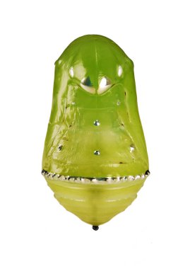 Sarı-yeşil metalik glitering pupa mavi kaplan kelebek, Tirumala limniace, beyaz arka plan üzerinde izole. Pupa tırtıllar ve kelebekler arasında bir sahne olduğunu.