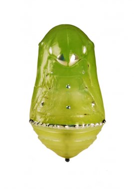 A yellow-green metallic glitering pupa of the blue tiger butterfly, Tirumala limniace, isolated on white background. Pupae is a stage between caterpillars and butterflies. clipart