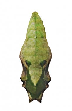 Mavi dalga kelebek, Myscelia cyaniris, beyaz arka plan üzerinde izole bir pupa.