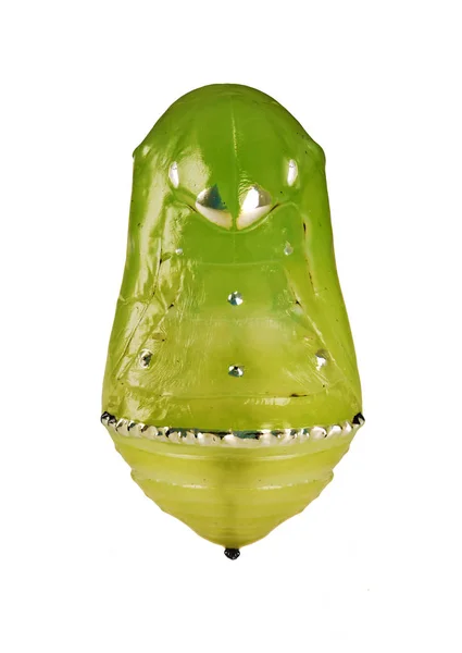 Sarı-yeşil metalik glitering pupa mavi kaplan kelebek, Tirumala limniace, beyaz arka plan üzerinde izole. Pupa tırtıllar ve kelebekler arasında bir sahne olduğunu.