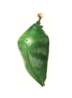 Beyaz arka plan üzerinde izole inci charaxes kelebek ormanın bir pupa.